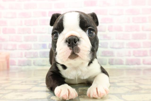 山梨県のボストンテリア (Coo&RIKU甲府昭和通り店/2025年10月13日生まれ/男の子/ボストンカラー)の子犬の1枚目の画像