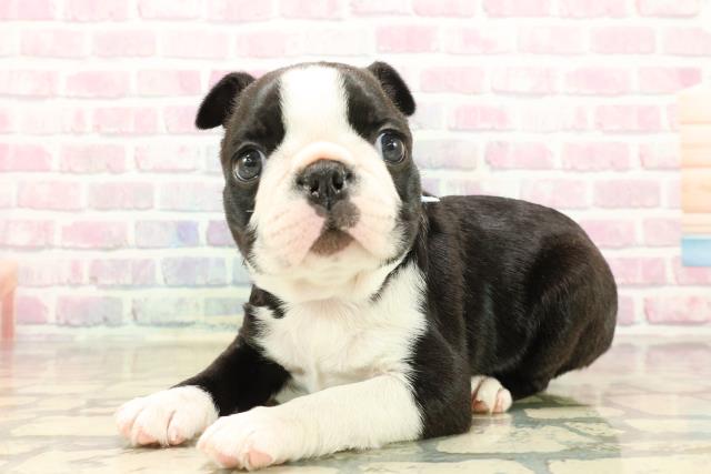 山梨県のボストンテリア (Coo&RIKU甲府昭和通り店/2025年10月13日生まれ/男の子/ボストンカラー)の子犬の2枚目の画像