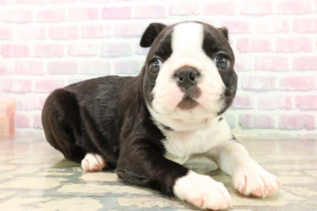 山梨県のボストンテリア (Coo&RIKU甲府昭和通り店/2025年10月13日生まれ/男の子/ボストンカラー)の子犬の3枚目の画像