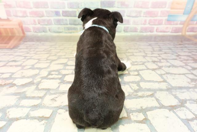 山梨県のボストンテリア (Coo&RIKU甲府昭和通り店/2025年10月13日生まれ/男の子/ボストンカラー)の子犬の4枚目の画像