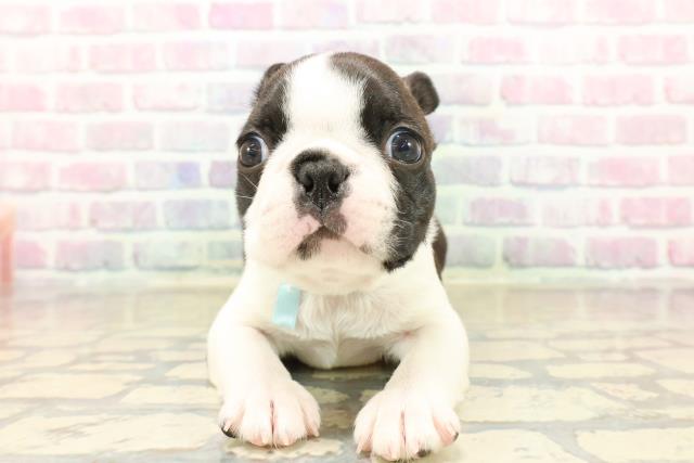 東京都のボストンテリア (Coo&RIKU福生店/2025年10月13日生まれ/男の子/ブラックブリンドルホワイト)の子犬の1枚目の画像