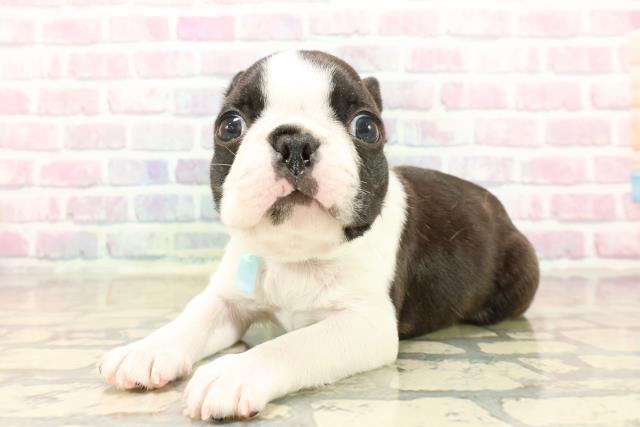 東京都のボストンテリア (Coo&RIKU福生店/2025年10月13日生まれ/男の子/ブラックブリンドルホワイト)の子犬の2枚目の画像