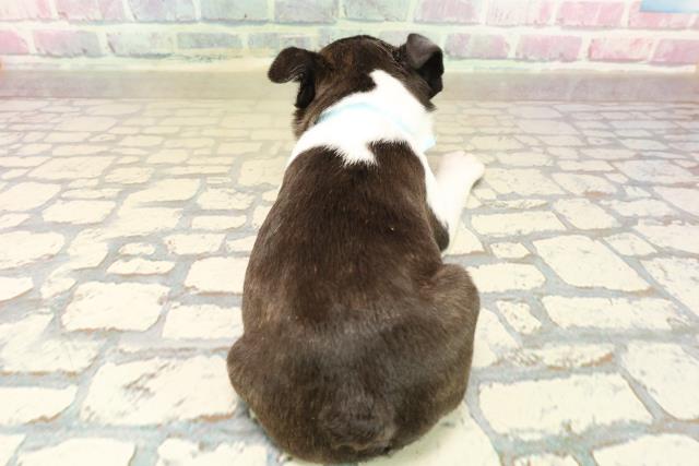 東京都のボストンテリア (Coo&RIKU福生店/2025年10月13日生まれ/男の子/ブラックブリンドルホワイト)の子犬の4枚目の画像