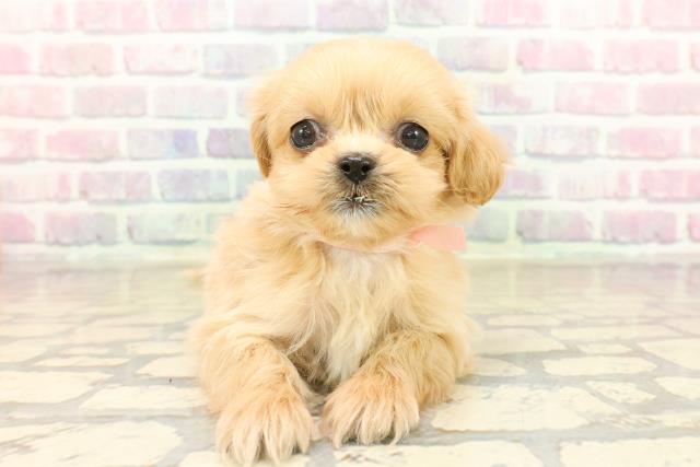 神奈川県のペキプー(ペキニーズ×プードル) (Coo&RIKU江の島店/2025年10月13日生まれ/女の子/アプリコット)の子犬の1枚目の画像