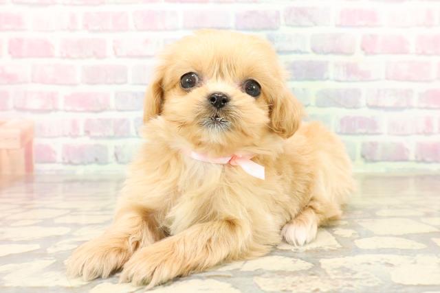 神奈川県のペキプー(ペキニーズ×プードル) (Coo&RIKU江の島店/2025年10月13日生まれ/女の子/アプリコット)の子犬の2枚目の画像