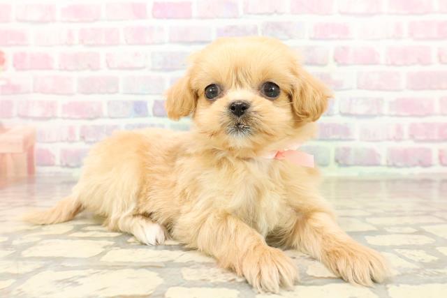 神奈川県のペキプー(ペキニーズ×プードル) (Coo&RIKU江の島店/2025年10月13日生まれ/女の子/アプリコット)の子犬の3枚目の画像