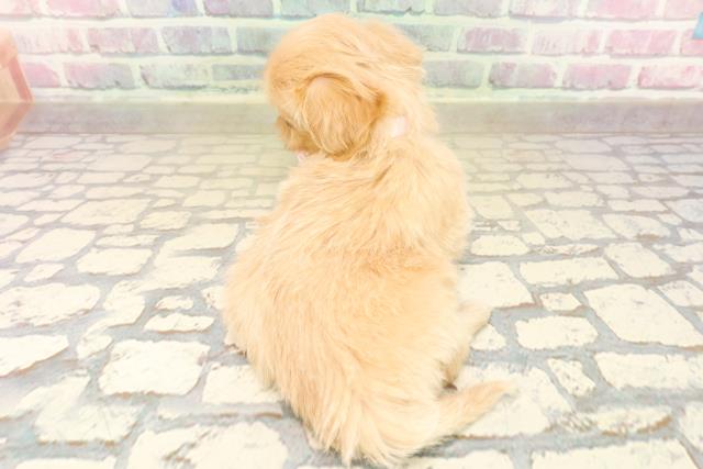 神奈川県のペキプー(ペキニーズ×プードル) (Coo&RIKU江の島店/2025年10月13日生まれ/女の子/アプリコット)の子犬の4枚目の画像