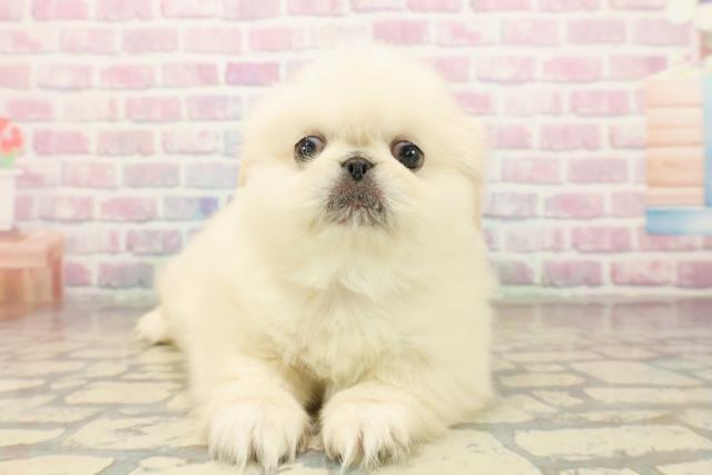 東京都のペキニーズ (Coo&RIKU八王子西店/2025年10月13日生まれ/男の子/ホワイトクリーム)の子犬