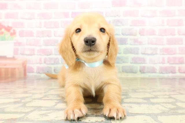 神奈川県のミニチュアダックスフンド(ロング) (Coo&RIKU横浜青葉店/2025年10月13日生まれ/男の子/ゴールド)の子犬