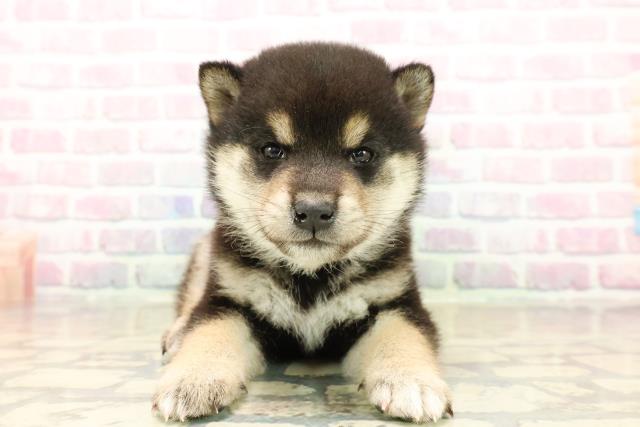 千葉県の柴犬(標準サイズ) (Coo&RIKU東船橋店/2025年10月14日生まれ/男の子/黒)の子犬