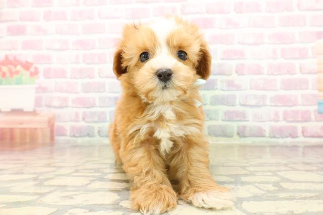 神奈川県のマルプー(マルチーズ×プードル) (Coo&RIKU相模原店/2025年10月12日生まれ/男の子/アプリコットホワイト)の子犬