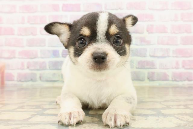 神奈川県のポメチワ/チワポメ/ポメチー(ポメラニアン×チワワ) (Coo&RIKU横浜青葉店/2025年10月14日生まれ/女の子/ブラックタンホワイト)の子犬の1枚目の画像