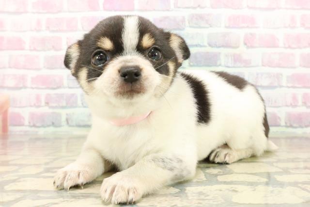 神奈川県のポメチワ/チワポメ/ポメチー(ポメラニアン×チワワ) (Coo&RIKU横浜青葉店/2025年10月14日生まれ/女の子/ブラックタンホワイト)の子犬の2枚目の画像