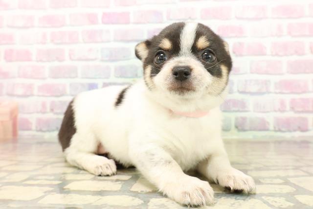 神奈川県のポメチワ/チワポメ/ポメチー(ポメラニアン×チワワ) (Coo&RIKU横浜青葉店/2025年10月14日生まれ/女の子/ブラックタンホワイト)の子犬の3枚目の画像