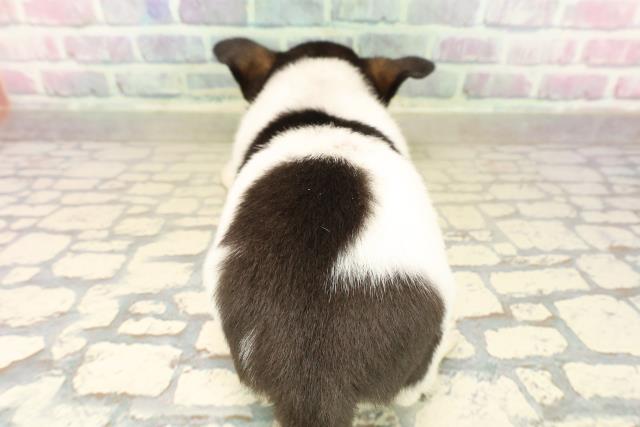 神奈川県のポメチワ/チワポメ/ポメチー(ポメラニアン×チワワ) (Coo&RIKU横浜青葉店/2025年10月14日生まれ/女の子/ブラックタンホワイト)の子犬の4枚目の画像