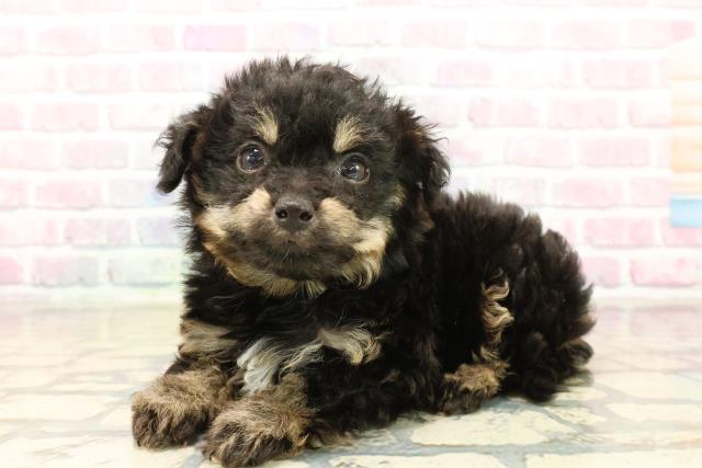 埼玉県のチワプー/プーチー(チワワ×プードル) (Coo&RIKU大宮店/2025年10月12日生まれ/男の子/ブラックタン)の子犬の2枚目の画像