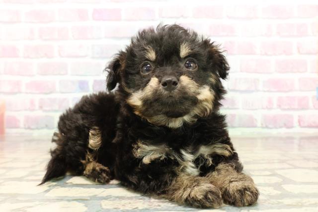 埼玉県のチワプー/プーチー(チワワ×プードル) (Coo&RIKU大宮店/2025年10月12日生まれ/男の子/ブラックタン)の子犬の3枚目の画像