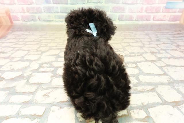 埼玉県のチワプー/プーチー(チワワ×プードル) (Coo&RIKU大宮店/2025年10月12日生まれ/男の子/ブラックタン)の子犬の4枚目の画像