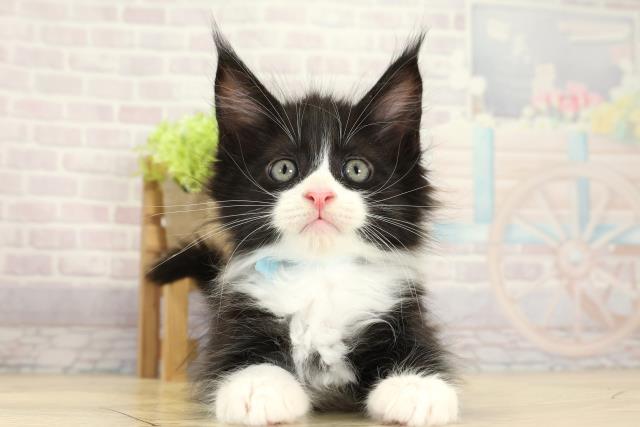 三重県のメインクーン (Coo&RIKU津高茶屋店/2025年10月14日生まれ/男の子/ブラックホワイト)の子猫の1枚目の画像