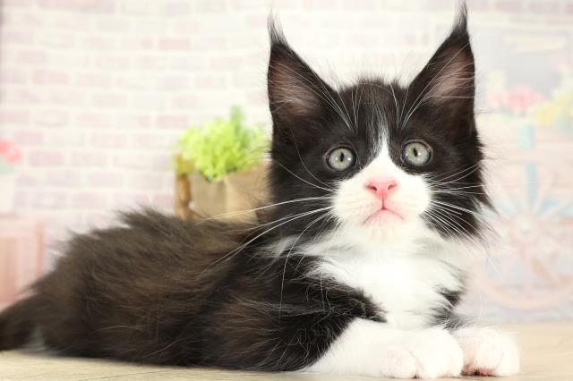 三重県のメインクーン (Coo&RIKU津高茶屋店/2025年10月14日生まれ/男の子/ブラックホワイト)の子猫の2枚目の画像