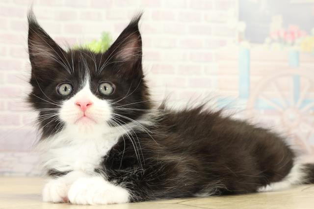三重県のメインクーン (Coo&RIKU津高茶屋店/2025年10月14日生まれ/男の子/ブラックホワイト)の子猫の3枚目の画像