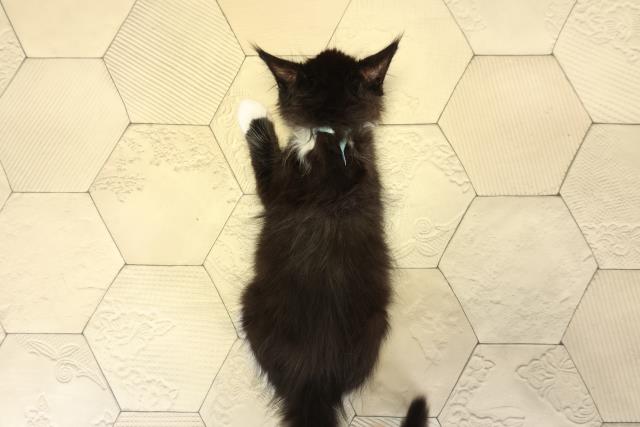 三重県のメインクーン (Coo&RIKU津高茶屋店/2025年10月14日生まれ/男の子/ブラックホワイト)の子猫の4枚目の画像