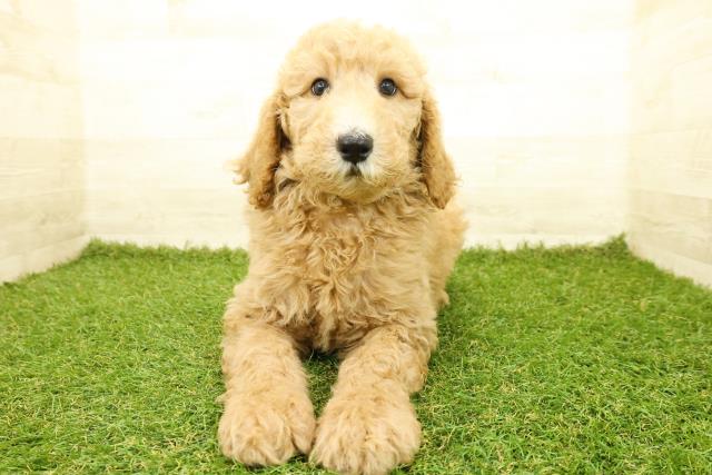 スタンダードプードル