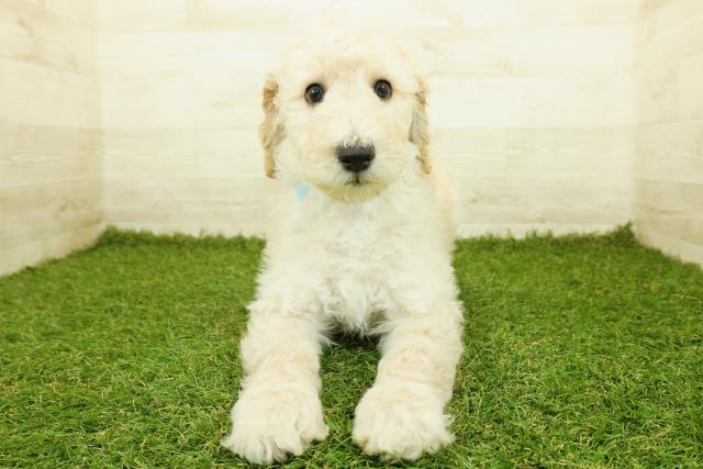 スタンダードプードル