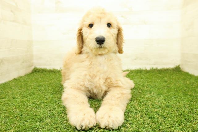 スタンダードプードル