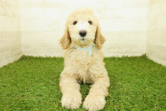 スタンダードプードル