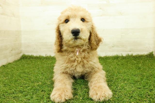 スタンダードプードル