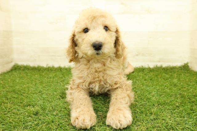 スタンダードプードル