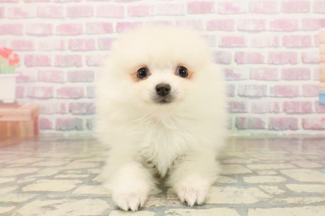 埼玉県のポメラニアン (Coo&RIKU草加バイパス店/2025年10月11日生まれ/女の子/クリーム)の子犬の1枚目の画像