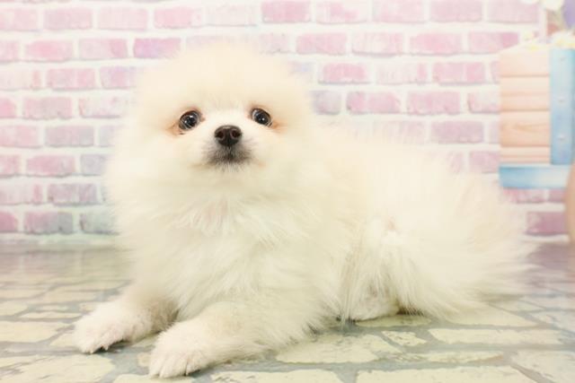 埼玉県のポメラニアン (Coo&RIKU草加バイパス店/2025年10月11日生まれ/女の子/クリーム)の子犬の2枚目の画像