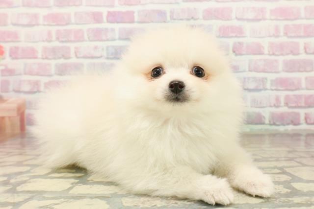 埼玉県のポメラニアン (Coo&RIKU草加バイパス店/2025年10月11日生まれ/女の子/クリーム)の子犬の3枚目の画像