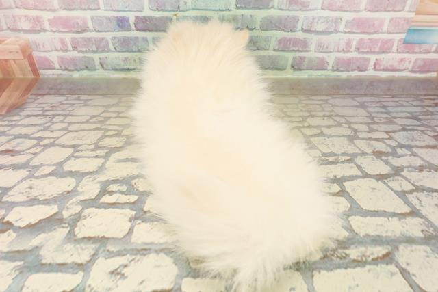 埼玉県のポメラニアン (Coo&RIKU草加バイパス店/2025年10月11日生まれ/女の子/クリーム)の子犬の4枚目の画像