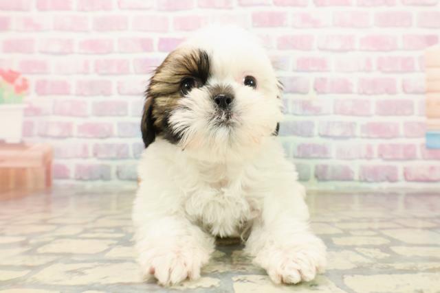 埼玉県のシーズー (Coo&RIKUアニマルケアセンター大宮/2025年10月13日生まれ/男の子/ゴールドホワイト)の子犬