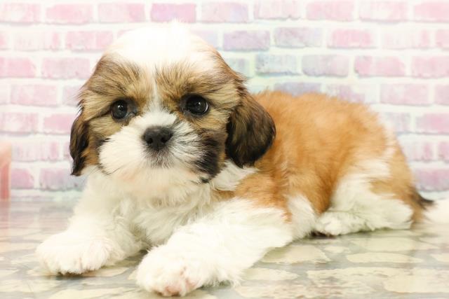 千葉県のシーズー (Coo&RIKUアクロスモール新鎌ケ谷店/2025年10月13日生まれ/女の子/ゴールドホワイト)の子犬の2枚目の画像