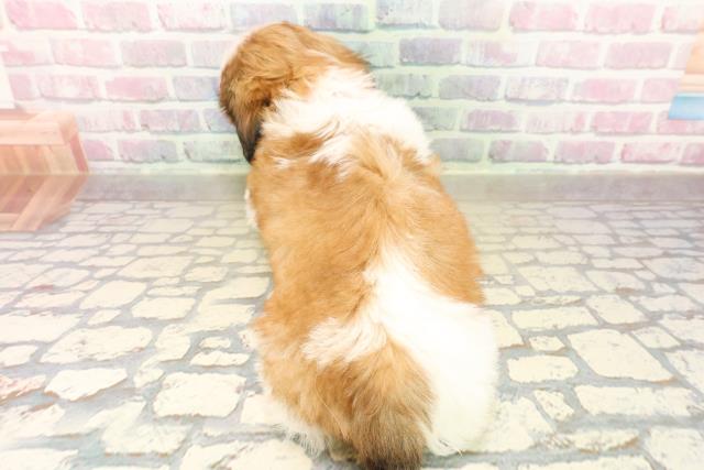 千葉県のシーズー (Coo&RIKUアクロスモール新鎌ケ谷店/2025年10月13日生まれ/女の子/ゴールドホワイト)の子犬の4枚目の画像