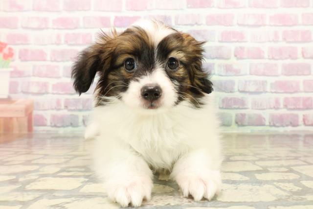 埼玉県のパピヨン (Coo&RIKUアニマルケアセンター大宮/2025年10月14日生まれ/男の子/ホワイトブラウン)の子犬の1枚目の画像