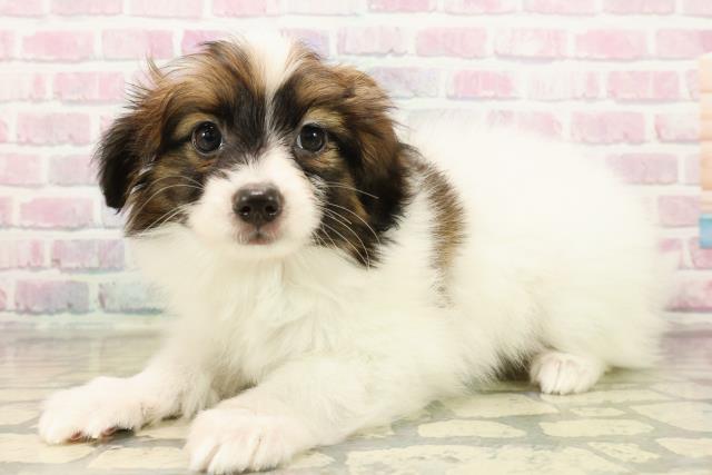 埼玉県のパピヨン (Coo&RIKUアニマルケアセンター大宮/2025年10月14日生まれ/男の子/ホワイトブラウン)の子犬の2枚目の画像