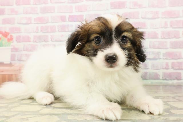 埼玉県のパピヨン (Coo&RIKUアニマルケアセンター大宮/2025年10月14日生まれ/男の子/ホワイトブラウン)の子犬の3枚目の画像