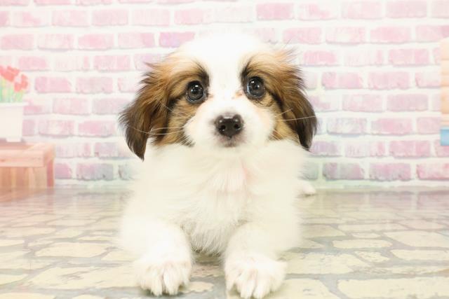 静岡県のパピヨン (Coo&RIKU浜松店/2025年10月14日生まれ/女の子/ホワイトブラウン)の子犬の1枚目の画像