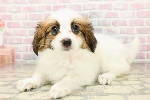 静岡県のパピヨン (Coo&RIKU浜松店/2025年10月14日生まれ/女の子/ホワイトブラウン)の子犬の2枚目の画像