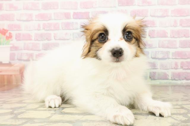 静岡県のパピヨン (Coo&RIKU浜松店/2025年10月14日生まれ/女の子/ホワイトブラウン)の子犬の3枚目の画像