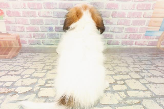 静岡県のパピヨン (Coo&RIKU浜松店/2025年10月14日生まれ/女の子/ホワイトブラウン)の子犬の4枚目の画像