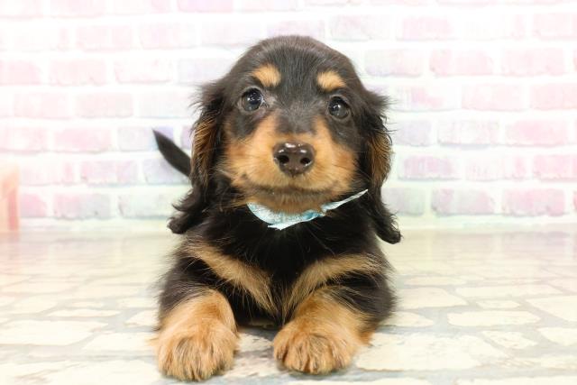 静岡県のミニチュアダックスフンド(ロング) (Coo&RIKU掛川店/2025年10月14日生まれ/男の子/ブラックタン)の子犬の1枚目の画像