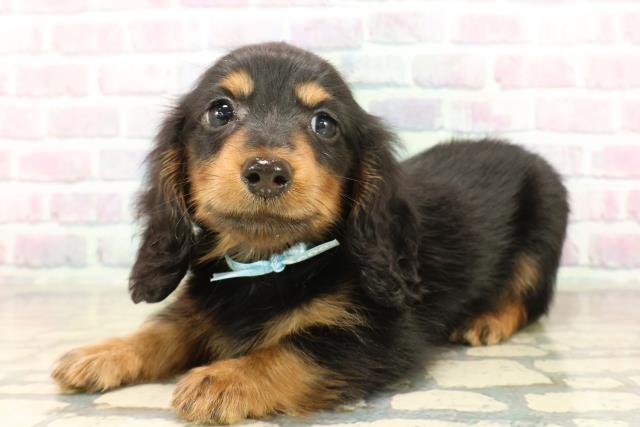 静岡県のミニチュアダックスフンド(ロング) (Coo&RIKU掛川店/2025年10月14日生まれ/男の子/ブラックタン)の子犬の2枚目の画像