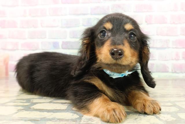 静岡県のミニチュアダックスフンド(ロング) (Coo&RIKU掛川店/2025年10月14日生まれ/男の子/ブラックタン)の子犬の3枚目の画像