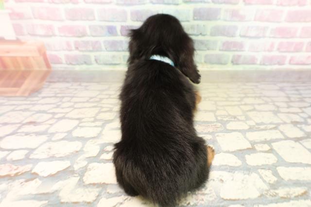 静岡県のミニチュアダックスフンド(ロング) (Coo&RIKU掛川店/2025年10月14日生まれ/男の子/ブラックタン)の子犬の4枚目の画像